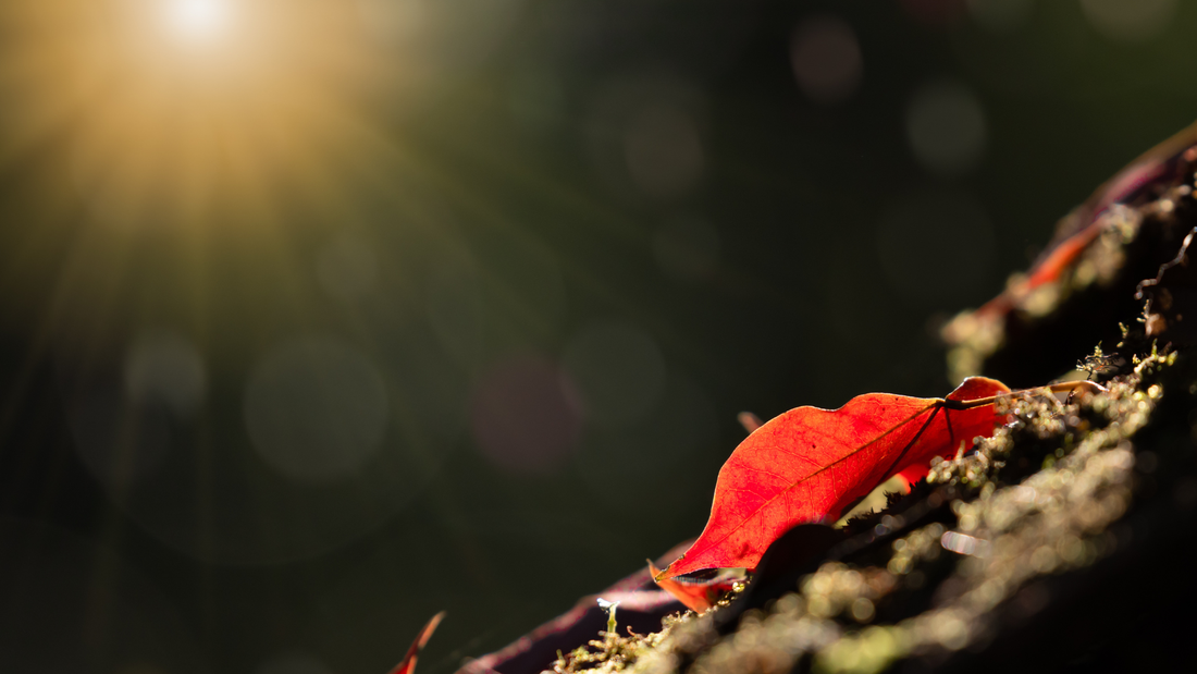 Red autumn leaf on mossy ground with warm sunlight and soft bokeh background
