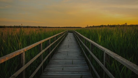 Wooden boardwalk through tall grass at sunset, tranquil nature landscape