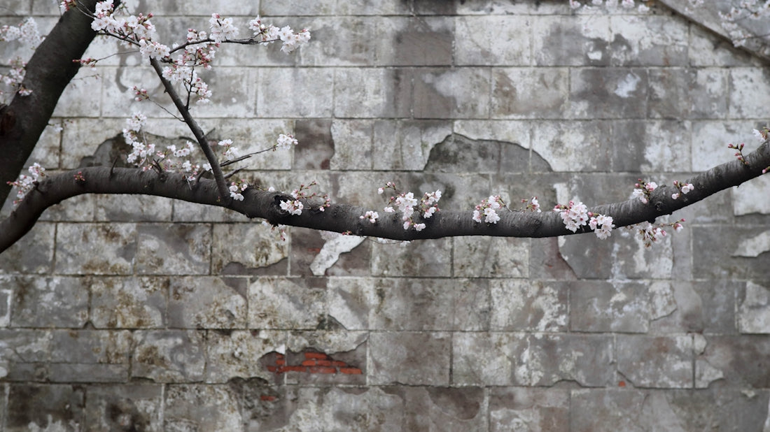 a tree branch with white flowers in front of a brick wall