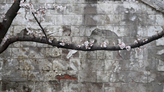 a tree branch with white flowers in front of a brick wall