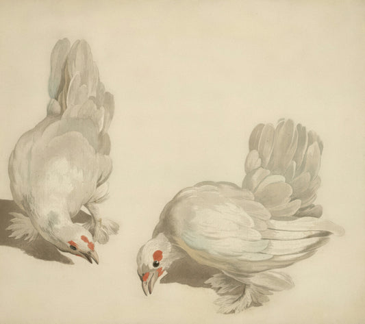 Two white chickens with red eyes peck at the ground.