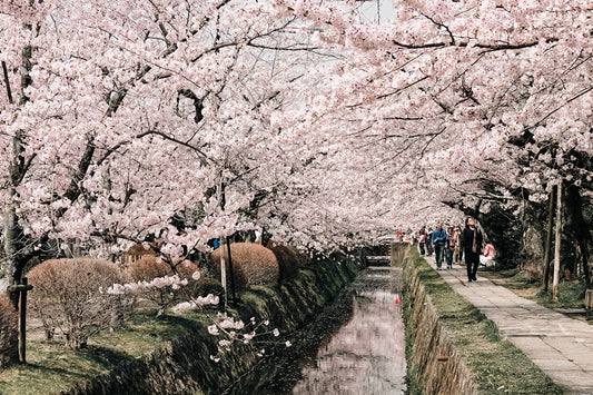 Cherry blossoms arch over a canal with people walking.