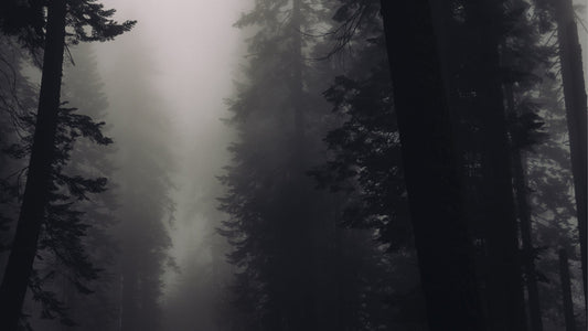 Misty pine forest with tall dark trees and dense atmospheric fog, tranquil and serene scene.