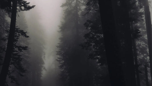 Misty pine forest with tall dark trees and dense atmospheric fog, tranquil and serene scene.